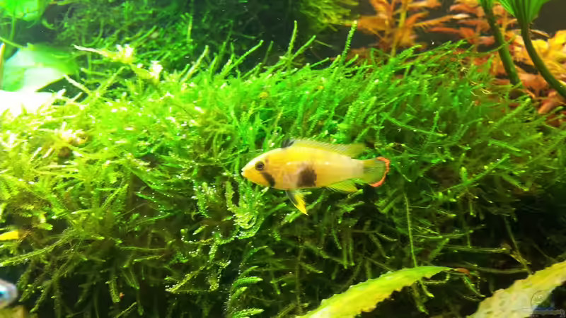 ALTES BILD - Apistogramma nijsseni verstorbene Weibchen sollte laut Händler das Männchen sein von Liquid (53)
