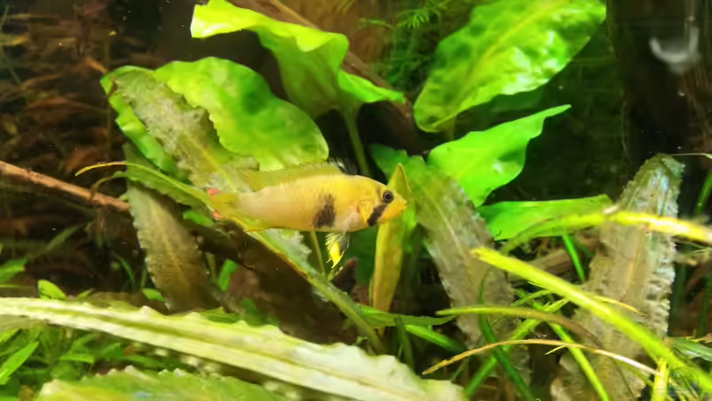 ALTES BILD - Apistogramma nijsseni verstorbene Weibchen sollte laut Händler das Männchen sein von Liquid (54)