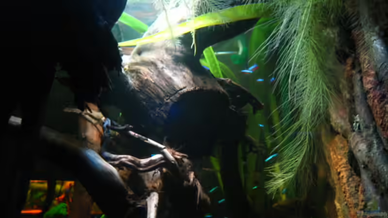 Altes Bild, trotzdem irgendwie schön ;) Muschelblume musste leider entfernt werden/ von Alex S (26)