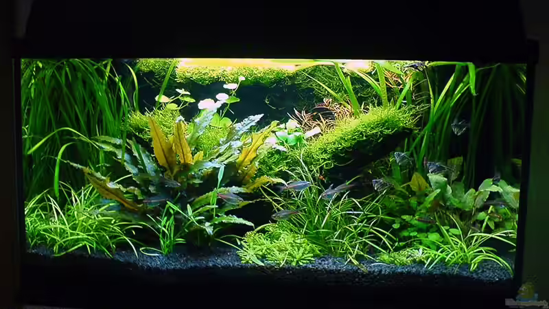 altes Bild (22.11.2007) von Simon John (2)