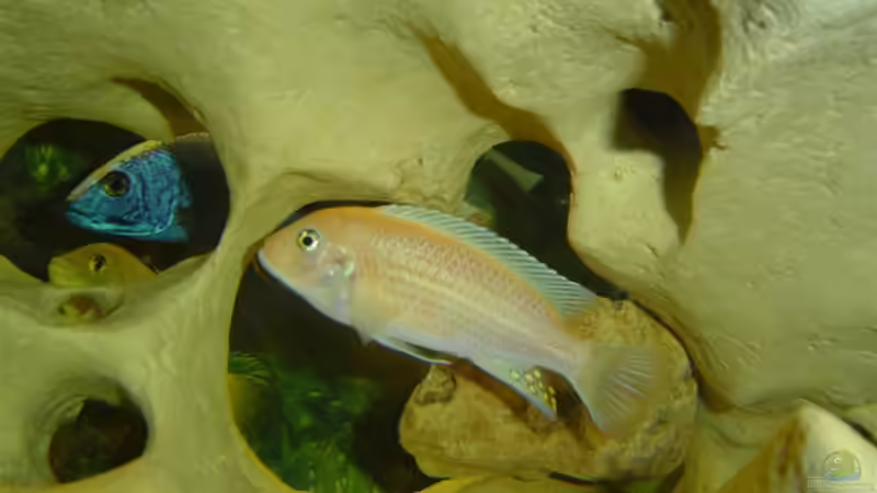 (altes Bild anderer Besatz ) von Oliver Schneider (4)