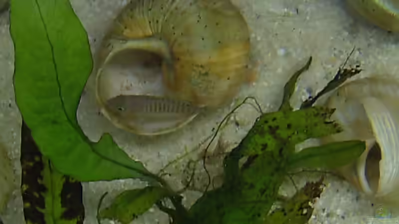 altes Bild von Jenny (19)