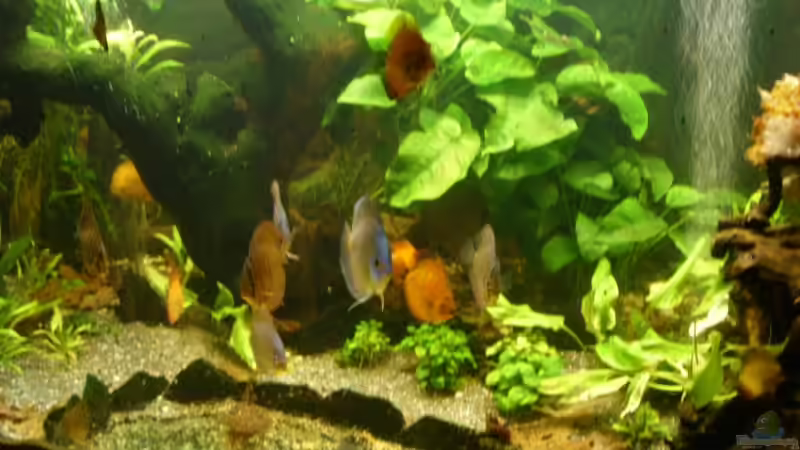 Altes Bild von Ulrich Sauerhering (69)