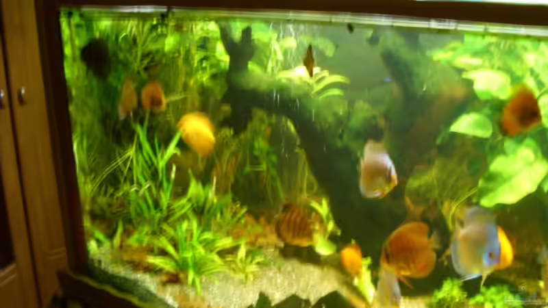 Altes Bild von Ulrich Sauerhering (70)