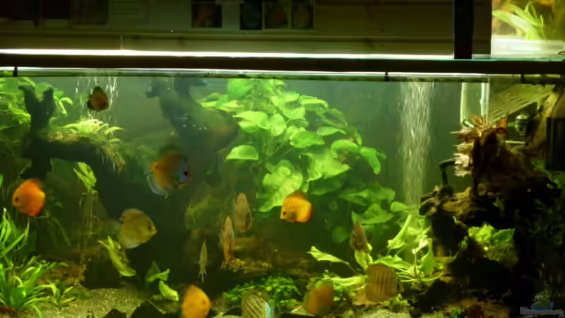 Altes Bild von Ulrich Sauerhering (74)