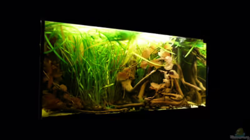 Altes Design von Cichlid Power (9)