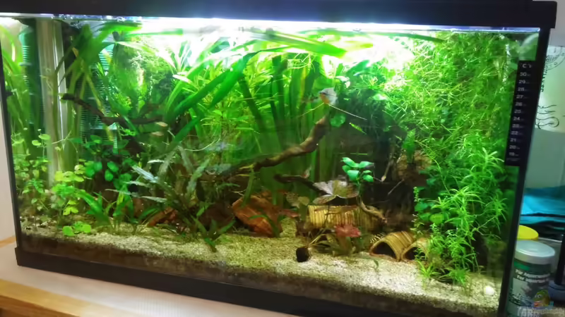 Altes Fischsüppchen von Miss Kasimir (5)