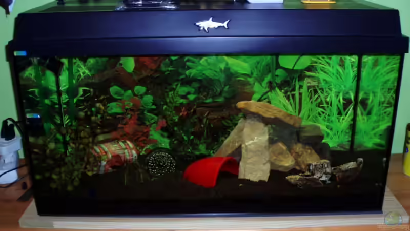 (Altes Foto !!!! ) Mein Altes 110l Becken (Aufzuchtsbecken) von Ocilares (2)