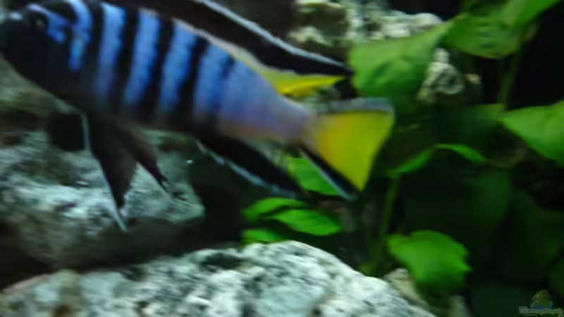 altes Foto aber es zeigt die Schönheit meines Mpangas :)  von Strohhut. (10)