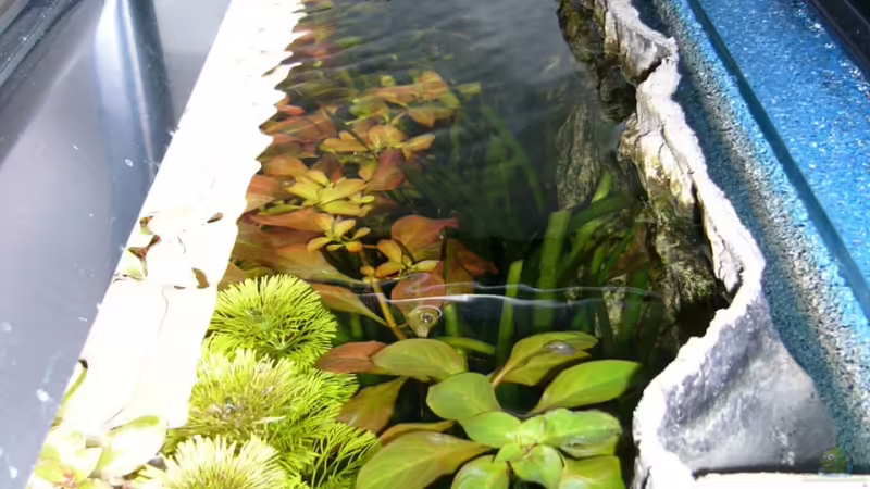 altes Foto von Nico (45)