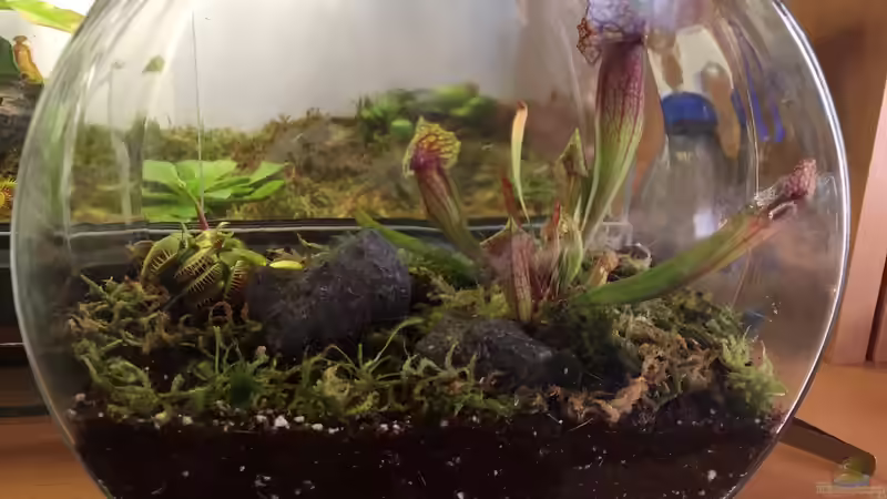 Altes Goldfischglas neu dekoriert von DL (3)