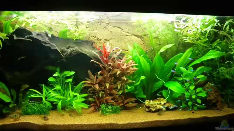 altes Hauptbild - 30.10.2011 von SpL (10)