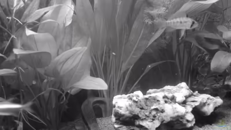 altes Hauptbild - black&white von SpL (8)