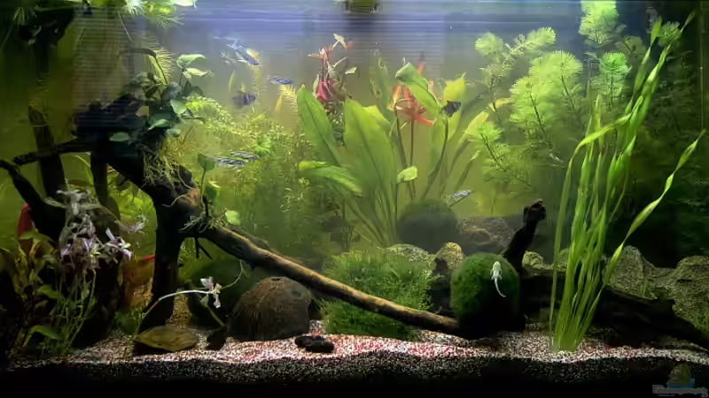 Altes hauptbild vom 09.01.10 von Flea78 (8)