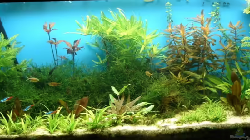 altes Hauptbild vom 10.07.2010 von Susanne Kruse (10)