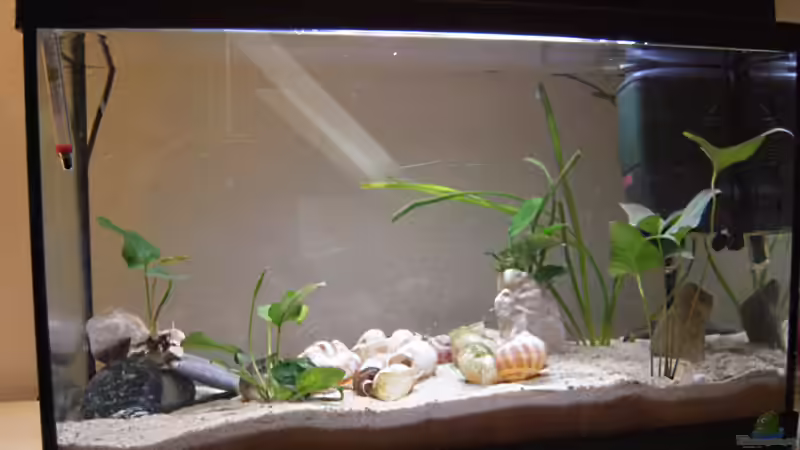 altes Layout von Exotist (5)