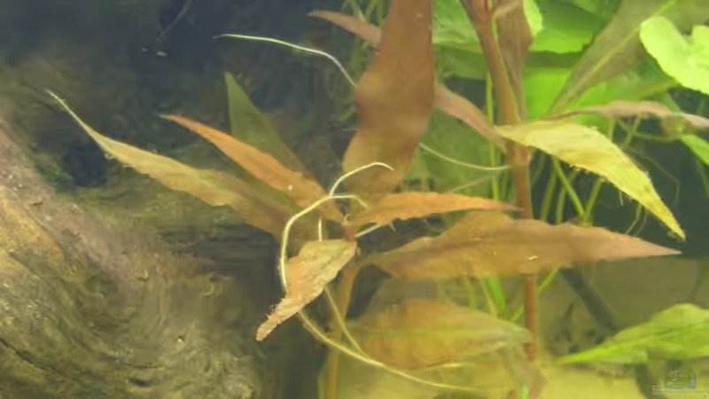 Althernanthera reineckii (4.6.2008) von Domi (16)