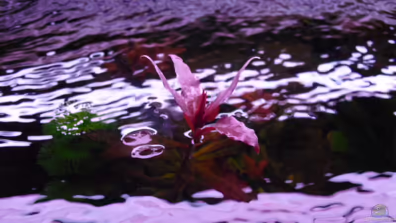 Althernanthera reineckii ragt aus dem Wasser von FischfanAQ (8)