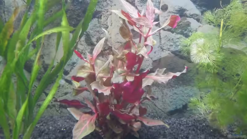 Althernanthera reineckli rosanervig von Uwe M. (8)