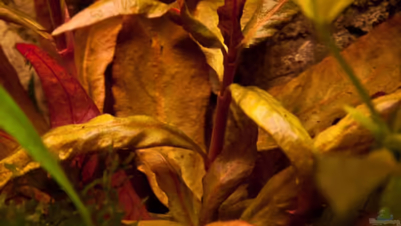 Althernathera reineckii ´Lila´ von Ralf64 (23)