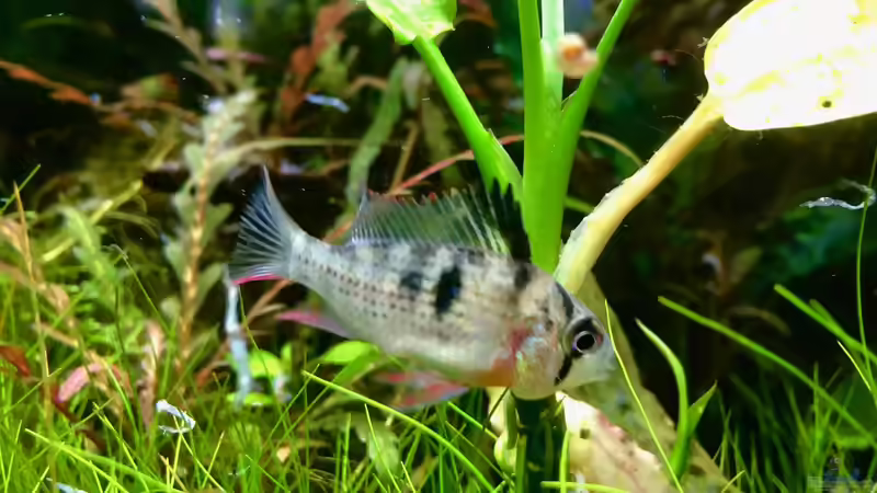 altispinosa Männchen von Jule (26)