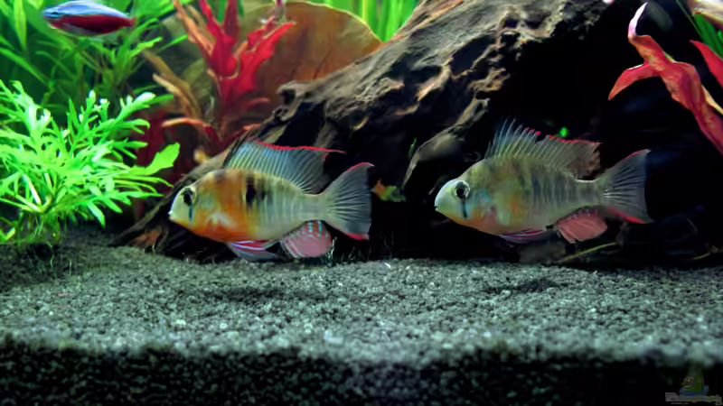 Altispinosus 5 von bluezone (11)