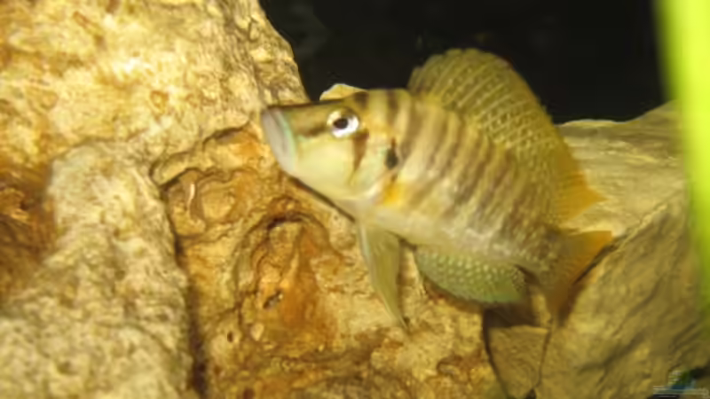 Alto Bock von Delta (9)