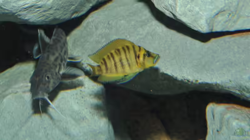 Alto_Bock von Lars Schnabel (9)