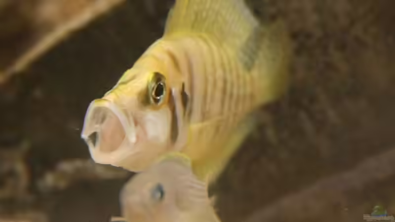 Altolamprologus calvus, gelangweilt von photizo (23)