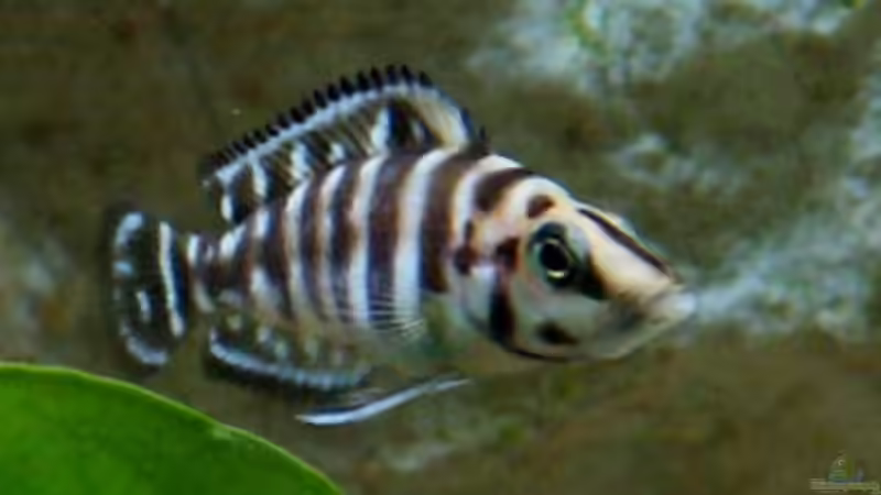 Altolamprologus calvus  von Joker (8)