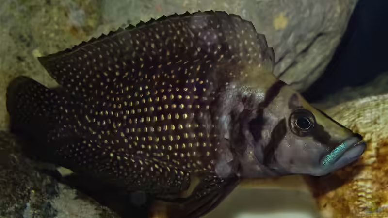Altolamprologus calvus black Moliro Männchen von Cichliden-Kabuff (16)