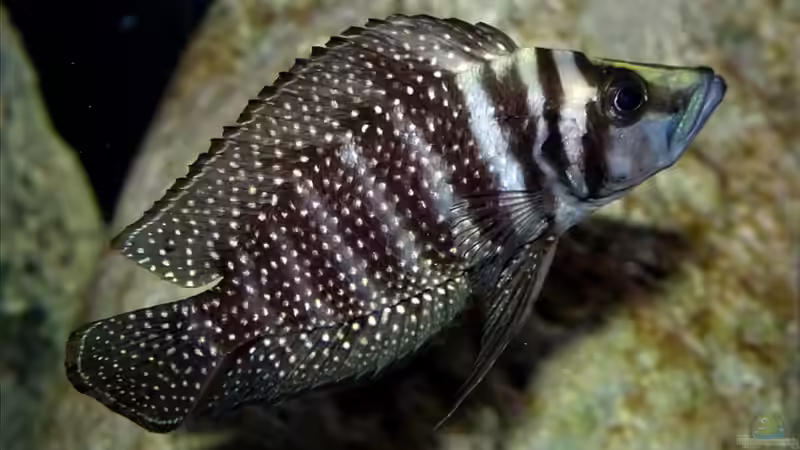Altolamprologus calvus black Moliro Weibchen von Cichliden-Kabuff (17)