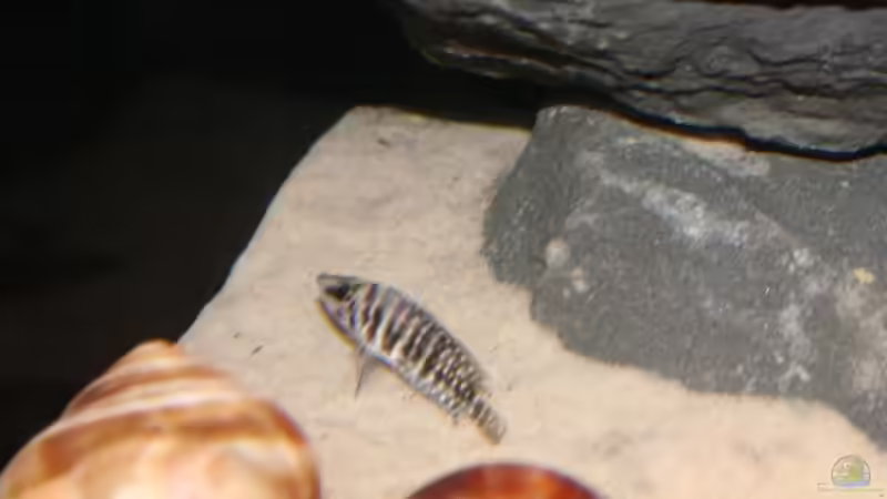 Altolamprologus calvus ´black´ von Julien Preuß (54)