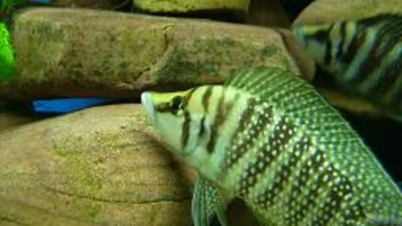 Altolamprologus Calvus ´der Kahle´ wörtlich übersetzt, denn er besitzt keine von Tobias Kersting (7)