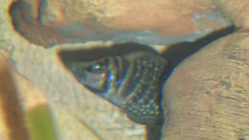 Altolamprologus Calvus in seiner Höhle von Mikolas Rost (13)