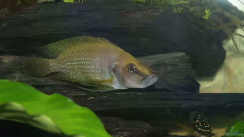 Altolamprologus calvus Männchen von Algernon (9)