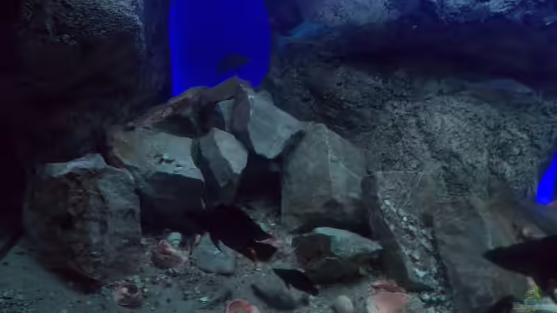 Altolamprologus Calvus,Ophthalmotilapia ventralis kambwimba.orange cap von Pierre (16)