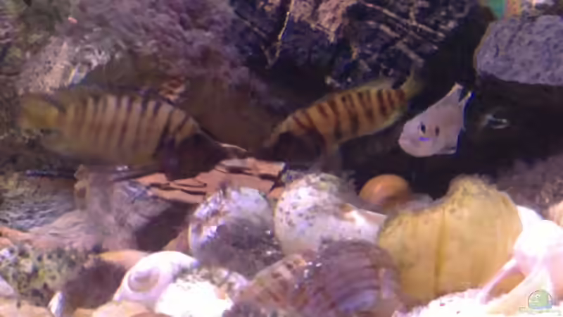 Einrichtungsbeispiele für Altolamprologus calvus (Perlhuhncichlide)