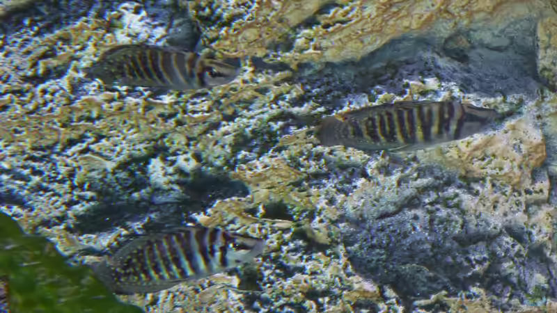 Altolamprologus calvus ´pearl congo´ von spriggina (93)