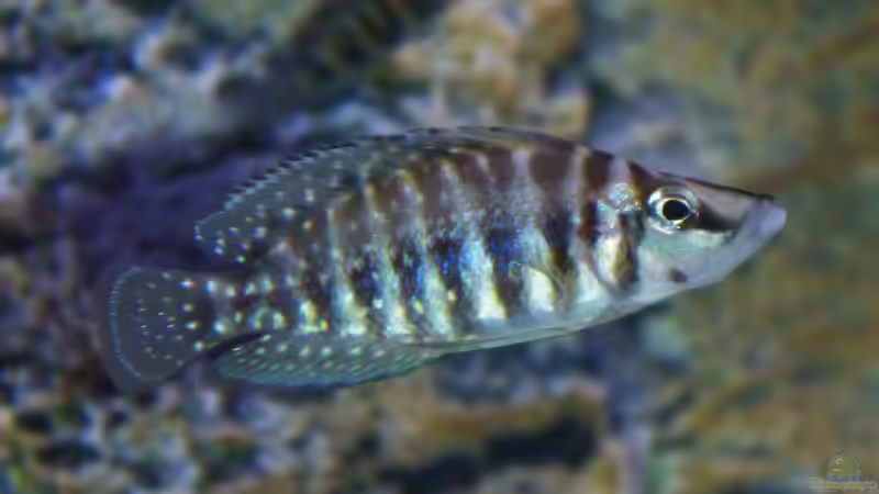 Einrichtungsbeispiele für Altolamprologus calvus (Perlhuhncichlide)