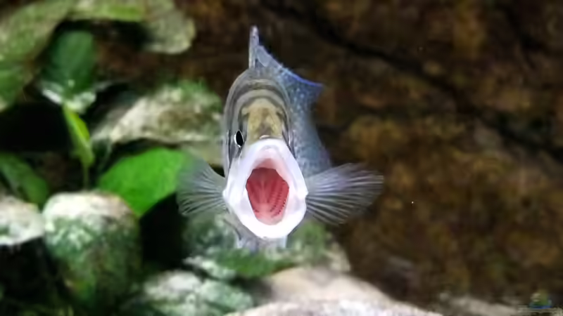 Altolamprologus calvus von axolotl (119)