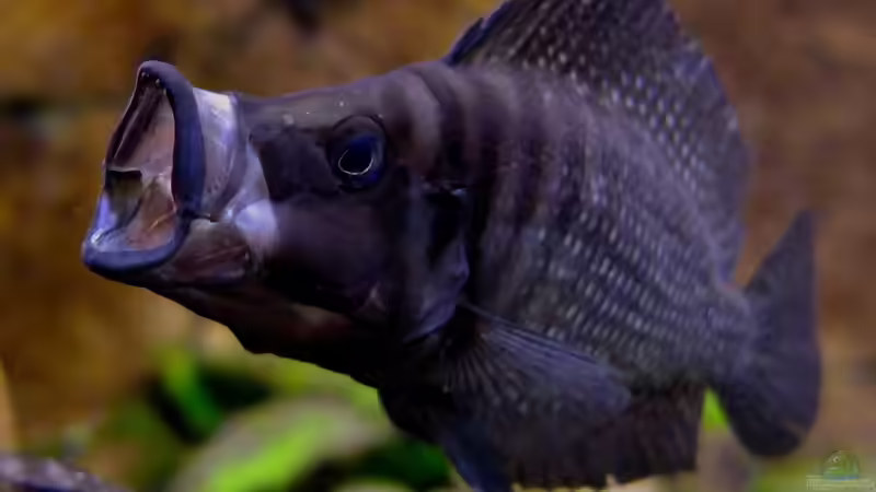 Altolamprologus calvus von axolotl (21)