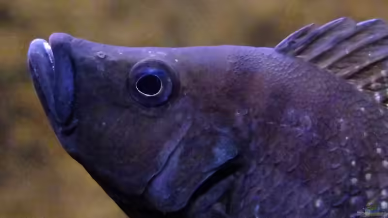 Altolamprologus calvus von axolotl (24)