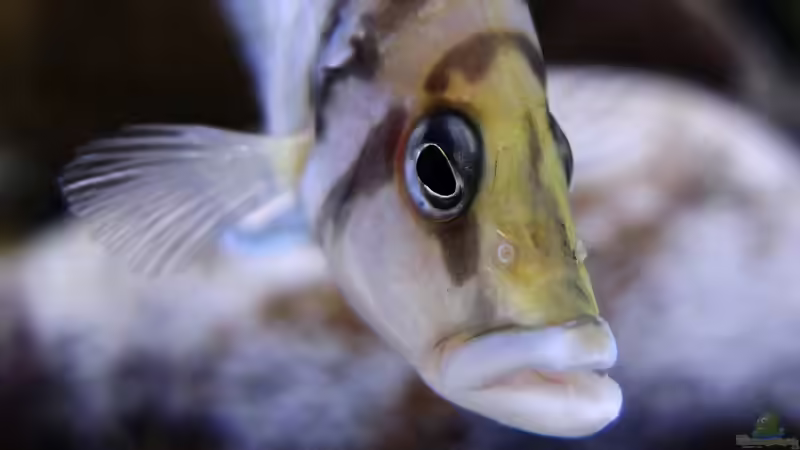 Altolamprologus calvus von axolotl (42)