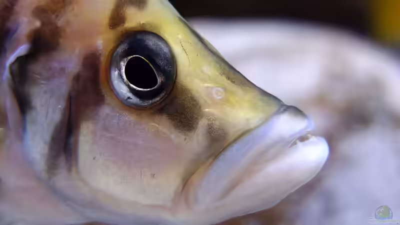 Altolamprologus calvus von axolotl (43)