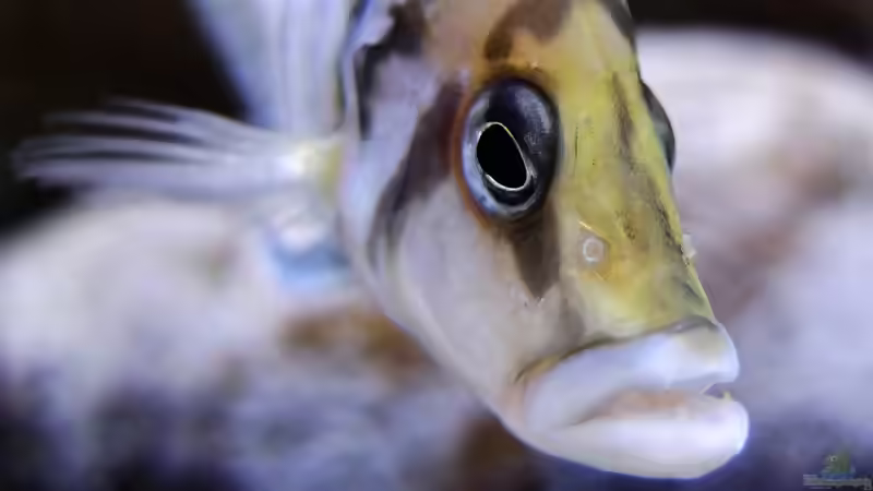 Altolamprologus calvus von axolotl (44)