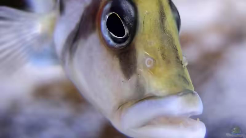 Altolamprologus calvus von axolotl (45)