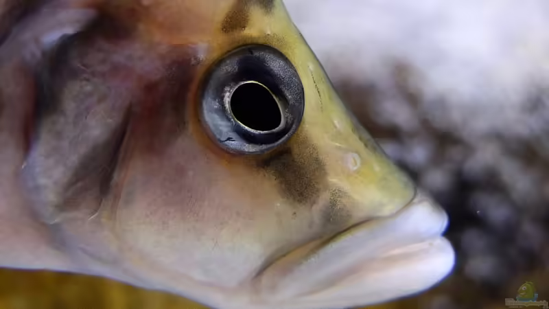 Altolamprologus calvus von axolotl (46)