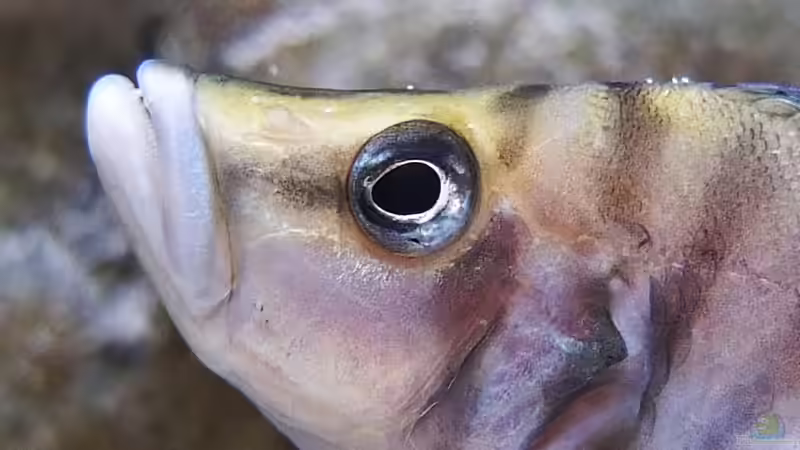 Altolamprologus calvus von axolotl (89)