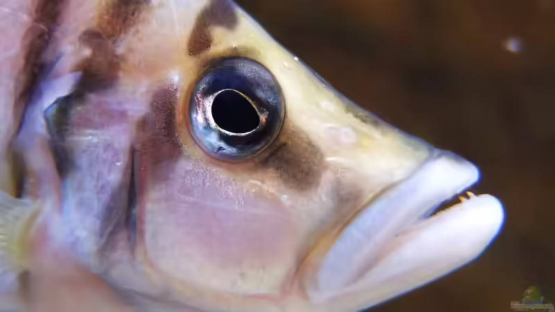Altolamprologus calvus von axolotl (93)